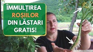 Inmultirea rosiilor din lastari - Gratis!