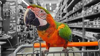 WE TOOK OUR MACAW TO @HomeDepot  ... AGAIN | #macaw #parrot #homedepot #dunkindonuts