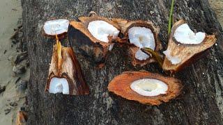 Old and Sprouted Nippa Palm (Nypa fruticans) Seeds from the Sea