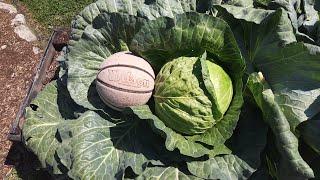 Giant Cabbage Harvest 8/1/23