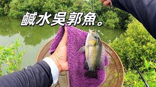 釣個鹹水吳郭魚 被虱目魚搗亂。#黑公#鹹水吳郭魚#虱目魚