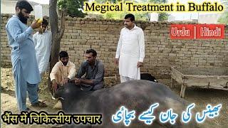 Magical Treatment in Buffalo| Hypoglycemia|Dr.Mohsin