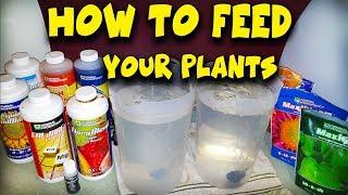 How To Feed Your Plants - Water, Nutrients & PH