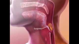Learn@Visible Body - How the Epiglottis Works