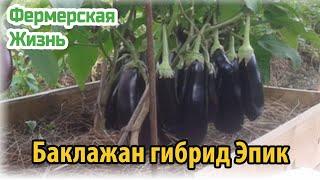 Баклажан гибрид Эпик