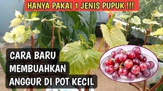 Cara Membuahkan Anggur Import di Pot | Tabulampot Anggur Hidroponik | Cara Menanam Anggur Jupiter