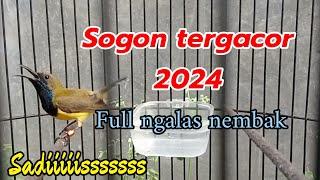 SOGON GACOR COR !! paling gacor 2024