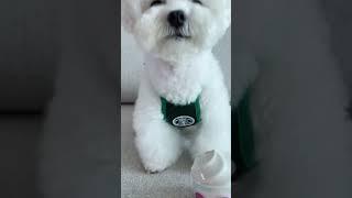 Funny and Cute Dog Video Compilation, | Org Animal #Short