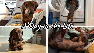 A day in the life of a mini dachshund puppy