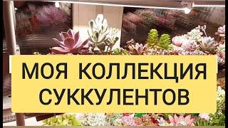 Комнатные суккуленты