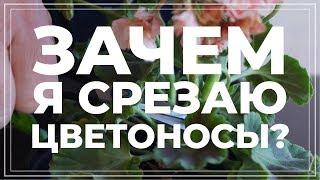 Герань. Секрет пышного цветения. Еще больше цветов на пеларгониях