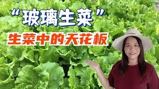 【玻璃生菜】——生菜中的天花板，它既好吃又美观，远胜于其它品种的生菜。