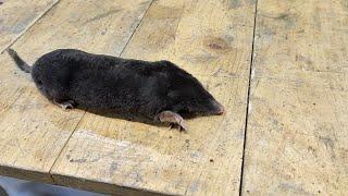 Few people know the secret of how to catch a mole quickly! Brilliant idea