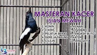 Masteran kacer full isian #masterankacer