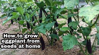 How to Grow Eggplant from Seeds to Harvest at home