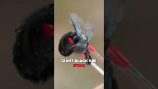 MEGA BEE Sting Destroys Me!
