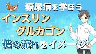 【糖尿病をイメージ】インスリンとグルカゴン【糖の流れを薬剤師が解説】