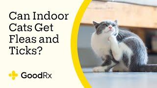 Can Indoor Cats Get Fleas and Ticks? | GoodRx