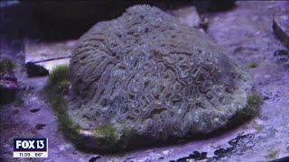 Aquarium researchers working to save Florida reef tract