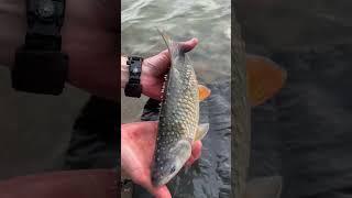 Плотва буває дуже в незвичайному нерестовому наряді #весна #fishing #плотва #нерест