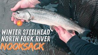 |Nooksack River| Winter Steelhead Fishing