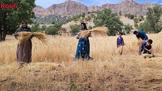 traditional agriculture in nomadic style #nomadic #nomads