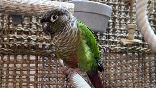 conure parakeet sounds for relaxation