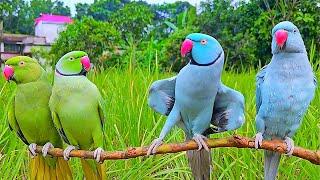 Funny Indian Parrot Talking | Mitthu Mitthu