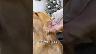 天冷了猫咪狗狗脏了不要水洗了，免洗手套清洁擦得特别干净，便宜又好用！狗狗洗澡 猫咪洗澡 免洗手套