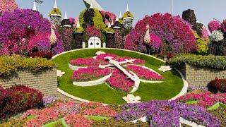 Dubai Miracle Garden  || The World's Largest Natural Flower Garden