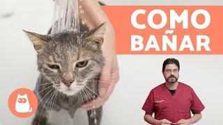 ¿Cómo bañar a un gato cachorro? - ¡CONSEJOS VETERINARIOS!