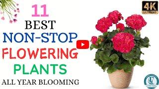 11 Non Stop Flowering Plants | Best Permanent Flowering Plants | All Year Flowering Plants.