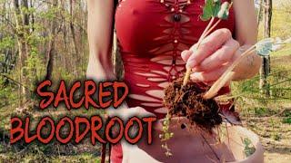 SACRED BLOODROOT (USES, BENIFITS, CAUTIONS)