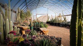 Cactus Joe's in Las Vegas. Most awesome nursery. Cactus Feng Shui. ️🪴🪨