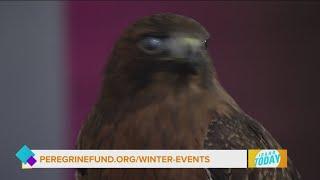 Celebrate winter at the World Center for Birds of Prey