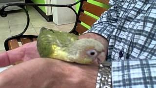 Zazu Green Cheek Conure