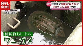 住宅街騒然…体長１ｍの危険な“巨大カメ”見つかる　大阪・藤井寺（2021年5月7日放送「news every.」より）