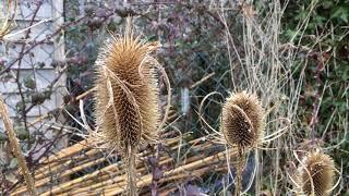 Teasel (Dipsacus) - flower heads close up (snow) - March 2018