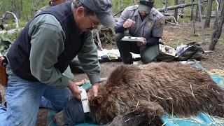 Tracking animals with high-tech tools