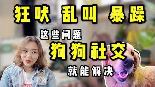 狗狗社交特别重要 | 狗狗出门就狂吠狂叫，暴躁焦虑？进行逐步社会化训练，帮助狗狗外出社交时礼貌且自信【养汪事务所】