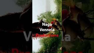 Naga Vennela Productions