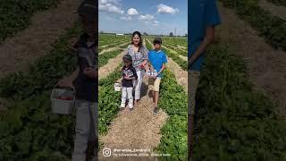 Farm life in Canada | Village Life in Canada | Strawberry Farm in Ottawa, Ontario, Canada