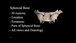 The Sphenoid Bone anatomy 3d osteology , bony features, anatomy of Sphenoid Bone, parts of Sphenoid