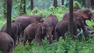 Wildlife | Elephants of Asia | Free Documentary Nature