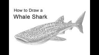 How to Draw a Whale Shark