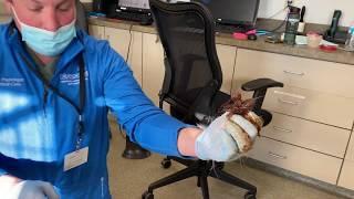 VETgirl Veterinary Continuing Education Video: Pacifier Removal on rectal exam in a dog