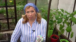 Как выращивать и подкармливать перцы