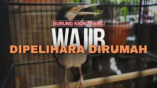 3 Burung Kicau yang Wajib Dipelihara Dirumah