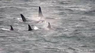 4-28-24 Extended J Pod encounter at Lime Kiln