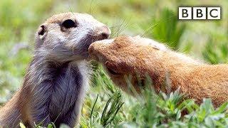 Prairie dogs kiss | Spy in the Wild - BBC